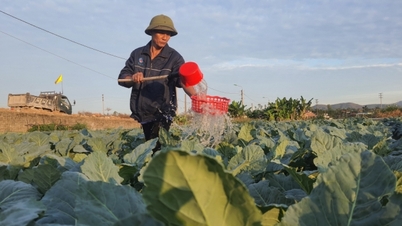 Nông nghiệp Quảng Ninh phục hồi và phát triển