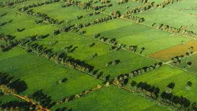 On the tea fields of Bien Ho - Gia Lai