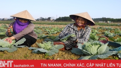 កសិករ​ដាំ​បន្លែ​នៅ​ក្រុង Ky Anh រំពឹង​ថា​នឹង​ទទួល​បាន​ផល​ល្អ និង​តម្លៃ​ល្អ​សម្រាប់​ខេត្ត Tet