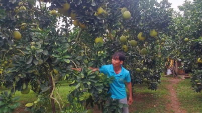 ផ្លាស់ប្តូរអរគុណចំពោះ OCOP - Vietnam.vn