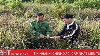 អ្នកដាំស្លឹកគ្រៃនៅស្រុក Ky Anh តស៊ូស្វែងរកកន្លែងលក់ផលិតផលរបស់ពួកគេ។