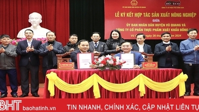 Cooperation in growing Cayen pineapple and sweet corn in Vu Quang area
