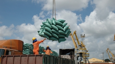 Fuerte caída de precios: se espera que la exportación de arroz enfrente dificultades en 2025