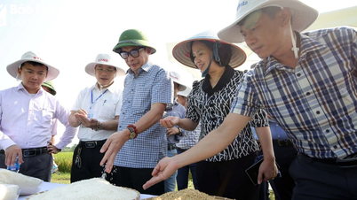 Giống lúa lai ba dòng SYN8: Thêm sự lựa chọn cho bà con nông dân