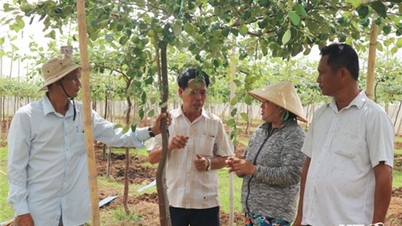 ការវាយតម្លៃគម្រោងការរីកលូតលាស់របស់ Apple និងការតភ្ជាប់ ការប្រើប្រាស់ផលិតផលក្រោយការប្រមូលផល