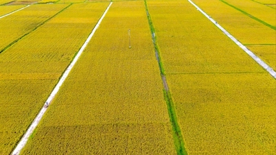 Hai Duong issues support standards for protecting rice-growing land