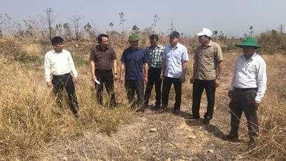 ពេលម្ចាស់ព្រៃចង់មកវិញ...ព្រៃ!