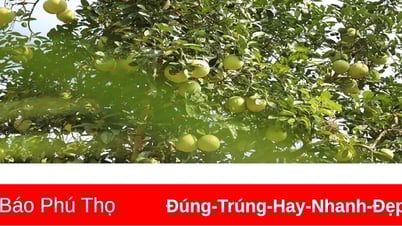ផ្លែឈើពិសេសនៅភូថូនៅពេលល្អបំផុត