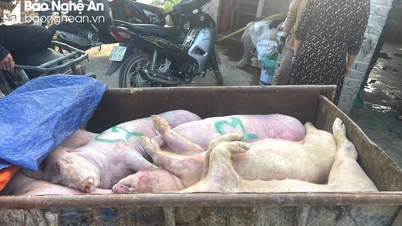 រកឃើញ​មុខសញ្ញា​ដឹក​ជ្រូក​ងាប់​គ្មាន​ប្រភព​នៅ​ឌៀន​ចូវ
