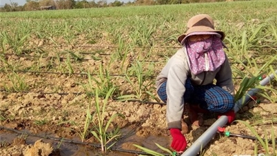 Mô hình tưới tiết kiệm phát huy hiệu quả trong mùa khô