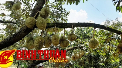 ផ្ទៃដីដាំដំណាំមានអាយុច្រើនឆ្នាំប្រែប្រួលទៅតាមតម្លៃកសិផល
