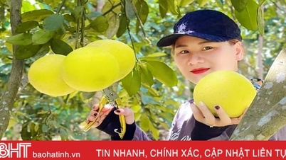ផ្លែក្រូចថ្លុង Phuc Trach នាំមកជូនប្រជាជន Huong Khe ជិត ៥៩០ពាន់លានដុង