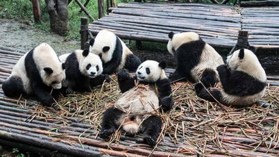 China verbietet Touristen, die Pandas gegenüber respektlos sind, dauerhaft die Einreise