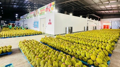 ตรวจสอบและติดตามสถานที่บรรจุและส่งออกทุเรียนอย่างใกล้ชิด