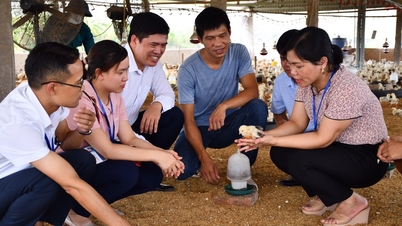 Bà Phạm Thị Đào được công nhận "Nhà khoa học của nhà nông" năm 2024