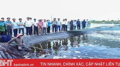 Ha Tinh មាន​ផ្ទៃដី​ជិត 630 ហិកតា​នៃ​ការ​ចិញ្ចឹម​បង្កង​ដែល​ប្រើ​បច្ចេកវិទ្យា​ខ្ពស់​។