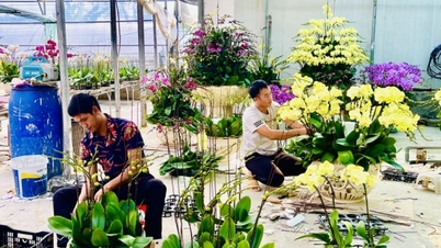 Les jardiniers se préparent pour la saison des fleurs du Têt