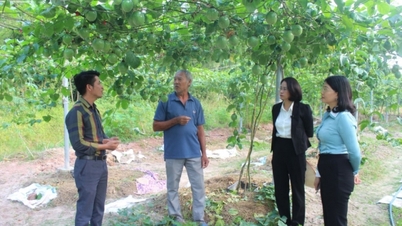 ស្រុក Dam Ha៖ ផ្តោតលើការកសាងជនបទគំរូថ្មី។