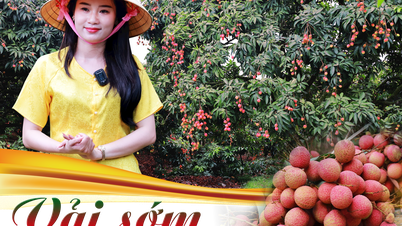 Vải sớm - món quà quý từ quê hương