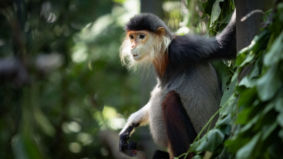 “ម្ចាស់ក្សត្រី Primate” នៅក្នុងមជ្ឈមណ្ឌលសង្គ្រោះដ៏ធំបំផុតរបស់ប្រទេសវៀតណាម