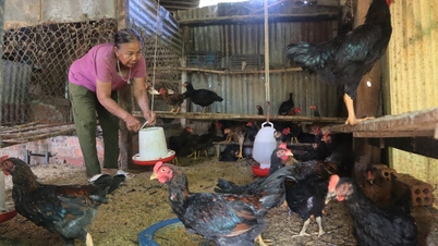 Chăn nuôi gà an toàn sinh học: Hướng đi triển vọng