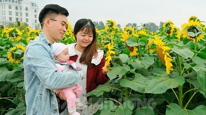 Vườn hoa hướng dương ở TP Hải Dương sẽ nở đúng dịp Tết