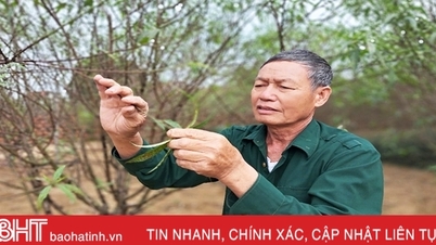 អ្នក​ដាំ​ផ្កា​ផ្លែ​ប៉េស​នៅ​ខូដាំ​កំពុង​មមាញឹក​ក្នុង​រដូវ​បុណ្យ​តេត។