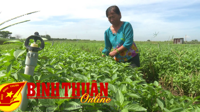 បន្លែធម្មជាតិនៅលើទឹកដីភូឡុង