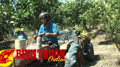ជោគជ័យដោយសារគំរូនៃការផ្សាំ
