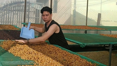 Giá cà phê trong nước ngày 21/1/2025 giảm trung bình 900 đồng/kg