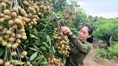 Nhãn sớm Chí Linh mất mùa, giá cao