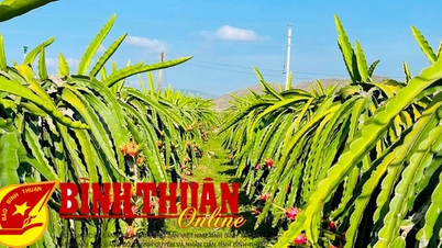 خبر خوب برای تولیدکنندگان میوه اژدها.