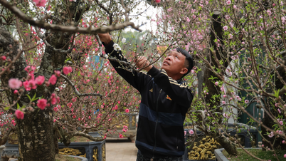 Melocotonero gigante, de 4m de altura, de Moc Chau a Hanoi, el propietario no lo vende.