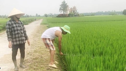 Cómo evitar que las pequeñas mariposas enrolladoras de hojas dañen el arroz