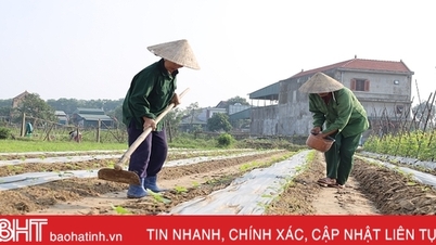 Taking advantage of the dry weather, Ha Tinh farmers stick to their fields to produce the winter crop.