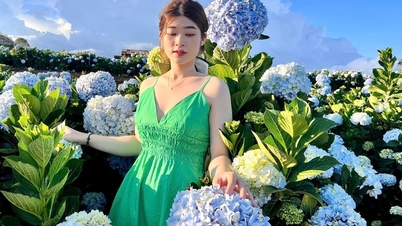 Fascinado por el campo de hortensias de 3.000 m2 en Da Lat, tan hermoso como un cuento de hadas.
