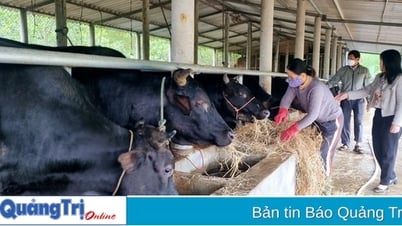 ខេត្ត Quang Tri ខិតខំបំពេញតម្រូវការយ៉ាងហោច ៦០% នៃតម្រូវការពូជបសុសត្វនៅឆ្នាំ ២០៣០។