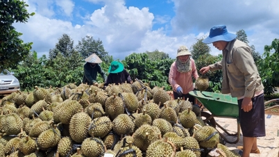 អំពាវនាវ​ឲ្យ​សហគមន៍​មាន​ការ​ទទួល​ខុស​ត្រូវ​ក្នុង​ការ​កសាង​ឧស្សាហកម្ម​ទុរេន​ដាកឡាក់