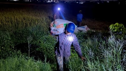 Farmers in Hong Phong commune (Nam Sach) take advantage of the night to harvest rice.