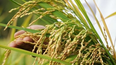 Thủ tướng chỉ thị về đẩy mạnh sản xuất, kinh doanh lúa, gạo bền vững