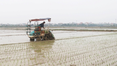 ភូមិចំនួន៦ក្នុងខេត្ត Hai Duong បានជោគជ័យក្នុងការដាំដុះស្រូវរដូវរដូវរងាជាង ៨០%។