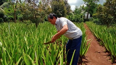 Mở hướng phát triển kinh tế từ cây nha đam