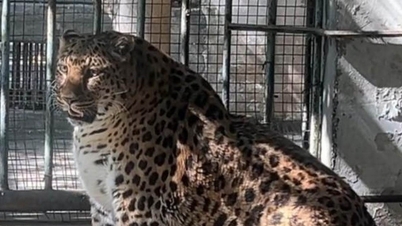 Un leopardo gordo se convierte en estrella en un zoológico de China