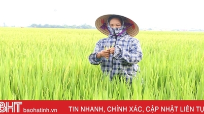 ข้าวฤดูร้อน-ฤดูใบไม้ร่วงในห่าติ๋ญเริ่มออกดอกแล้วเกือบ 30,000 ไร่