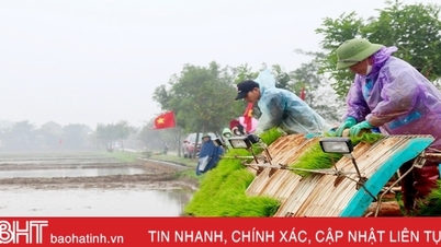 Plantación de arroz orgánico a máquina en un área de 5 hectáreas en Cam Xuyen