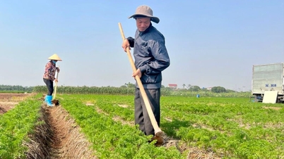 កសិករ Thanh Mien ទទួលបានទ្រព្យសម្បត្តិដោយសារការប្រមូលផ្ដុំដី