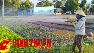La Gi farmers busy with Tet vegetable crop