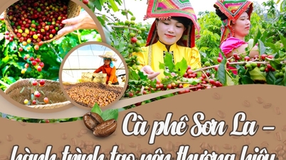 Cà phê Sơn La - hành trình tạo nên thương hiệu