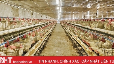 ការចិញ្ចឹមមាន់នៅ Ha Tinh រីកចម្រើនជាវិជ្ជមាន