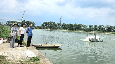 ឡាង ផ្លុង វិបុល | baoninhbinh.org.vn